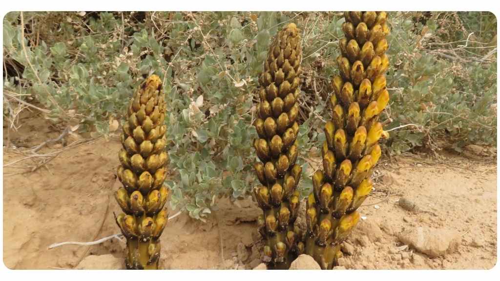 cistanche tubulosa vs. cistanche deserticola: cistanche deserticola