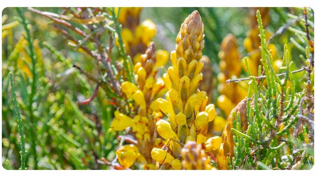 cistanche tubulosa vs. cistanche deserticola