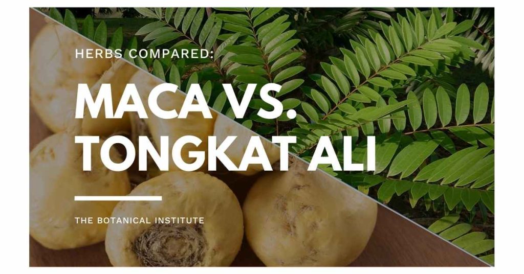 maca vs. tongkat ali: similarities and differences