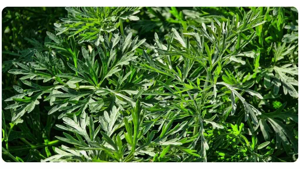 health benefits of artemisia annua