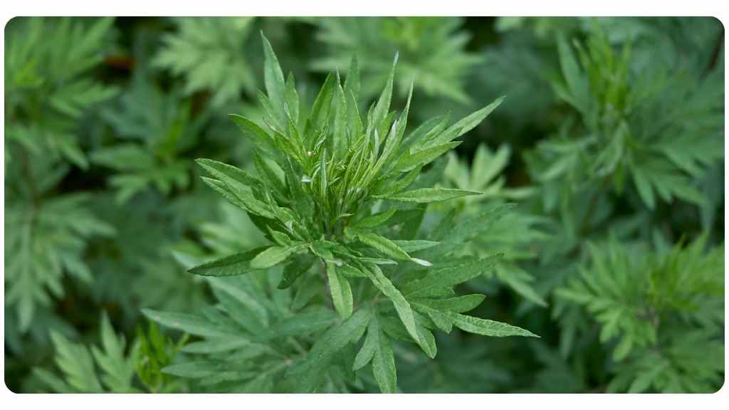 artemisia annua health benefits
