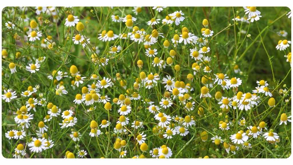 the 7 top antibacterial herbs