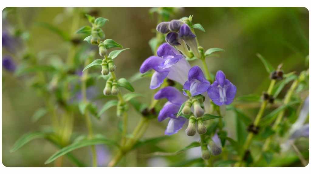 Chinese skullcap health benefits