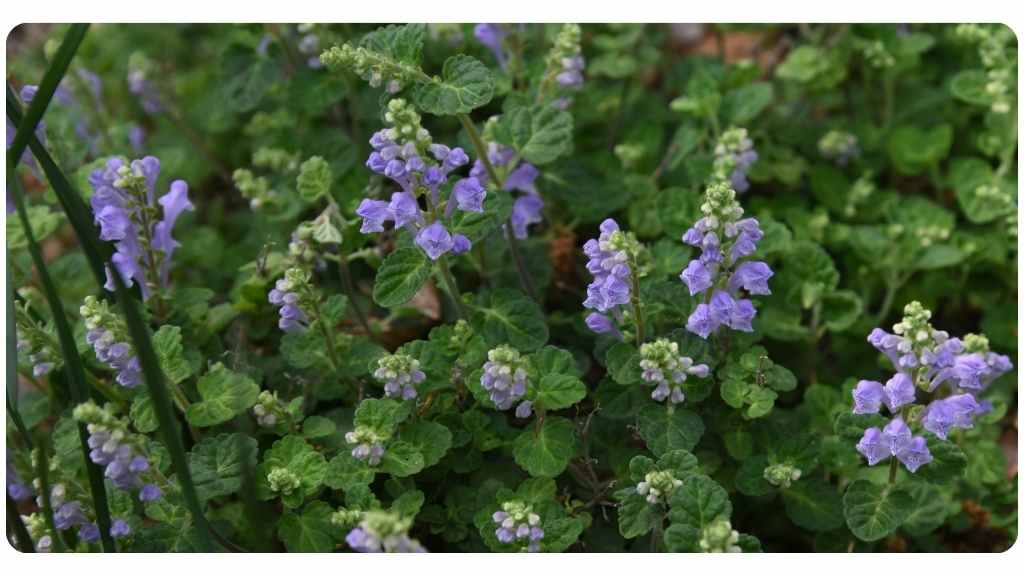6 benefits of taking Chinese skullcap