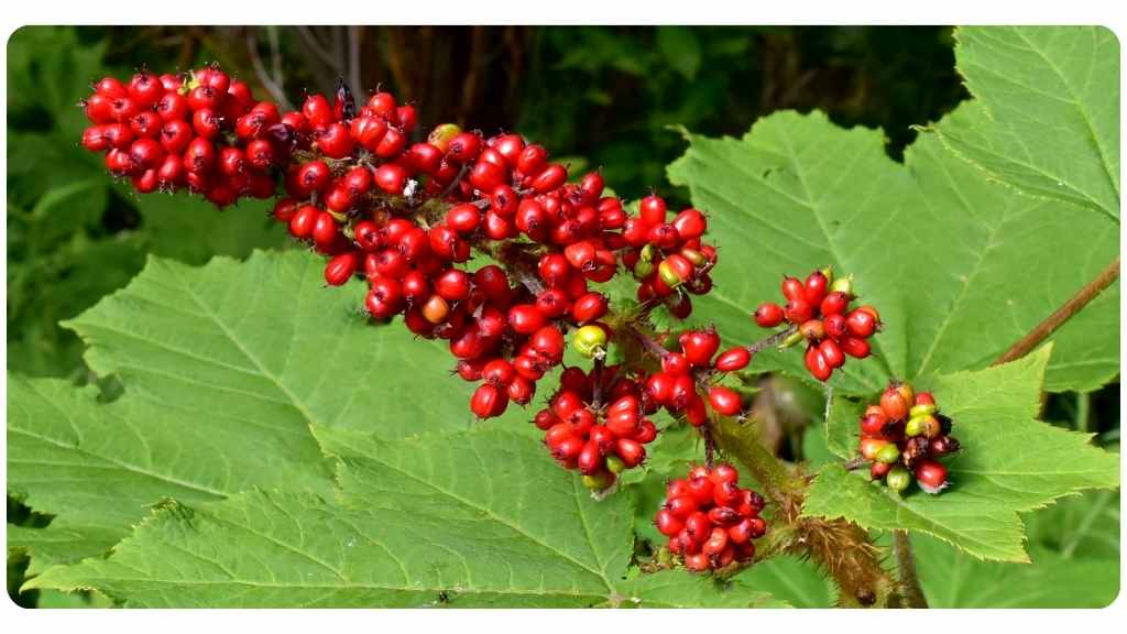 the health benefits of devil's club