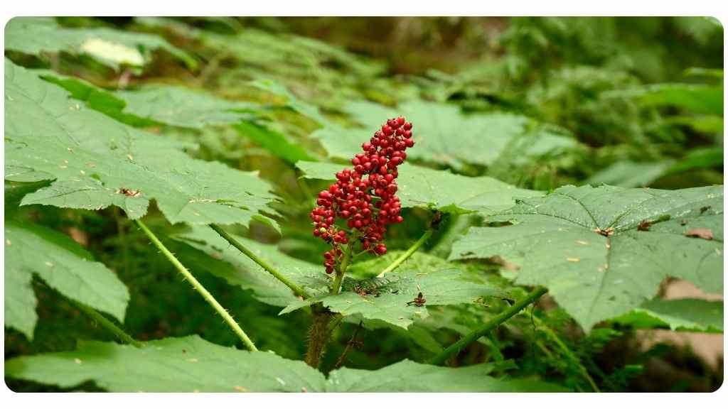 3 devil's club health benefits