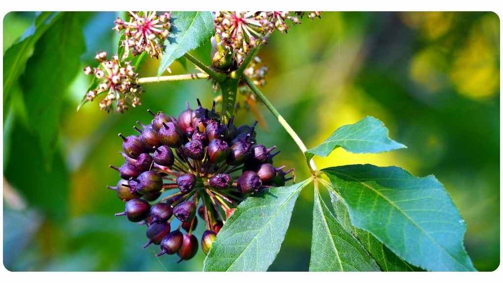 eleuthero health benefits