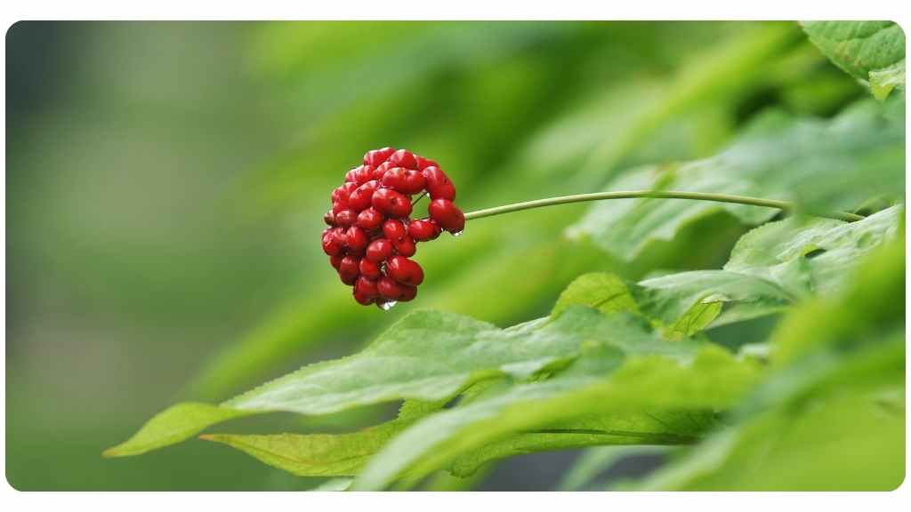 ginseng vs. rhodiola - benefits of ginseng