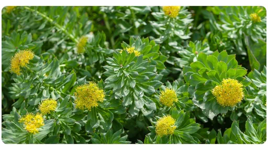 ginseng vs. rhodiola - benefits of rhodiola