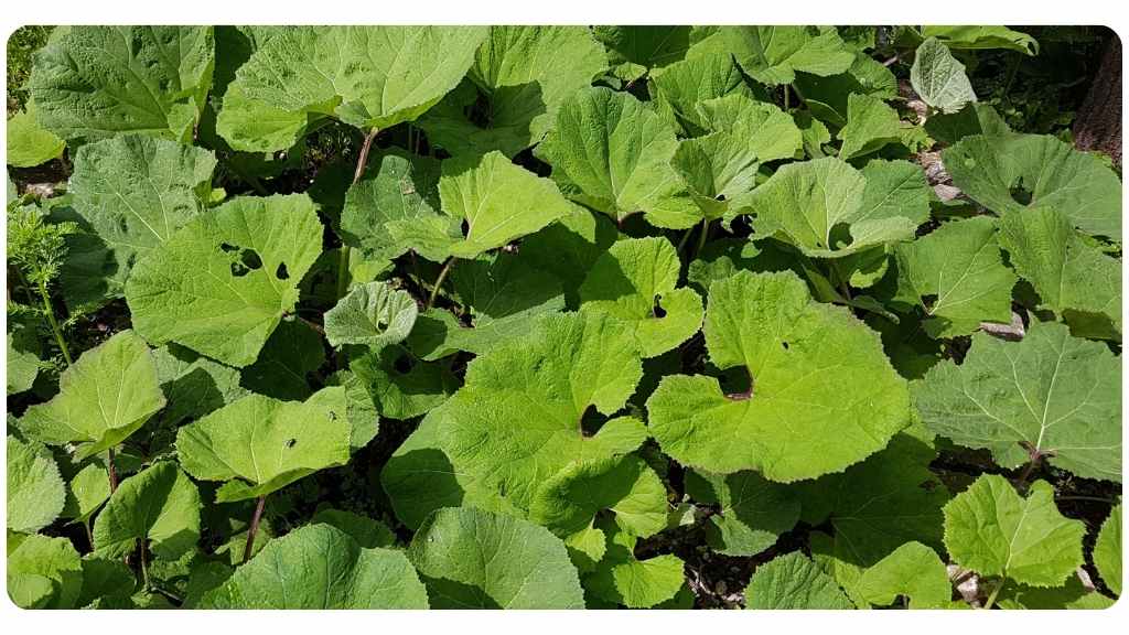 the top 10 herbs for allergies/allergic rhinitis