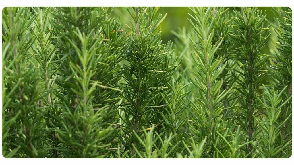 the 10 best herbs for allergies