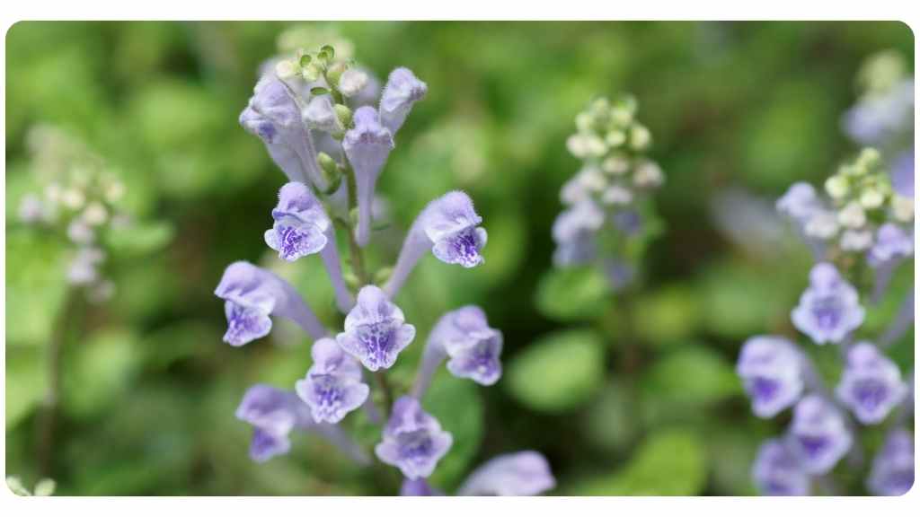 the 12 best herbs for stress