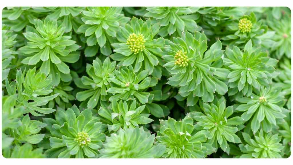 the best herbs for stress