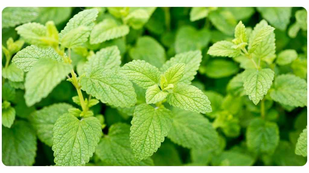 12 herbs for stress