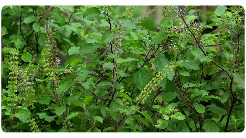 tulsi holy basil is one of the best herbs for blood sugar