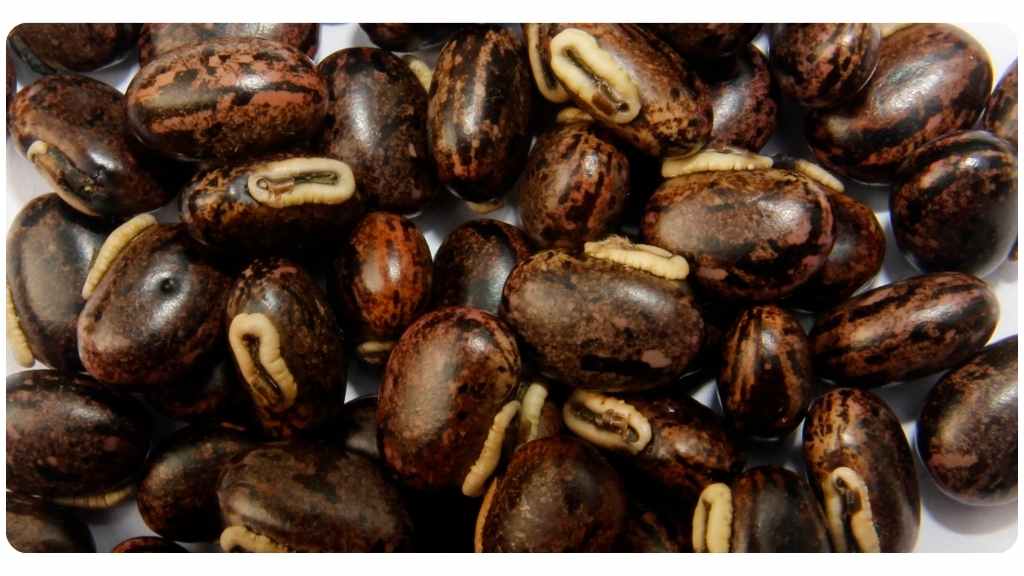 health benefits of macuna pruriens