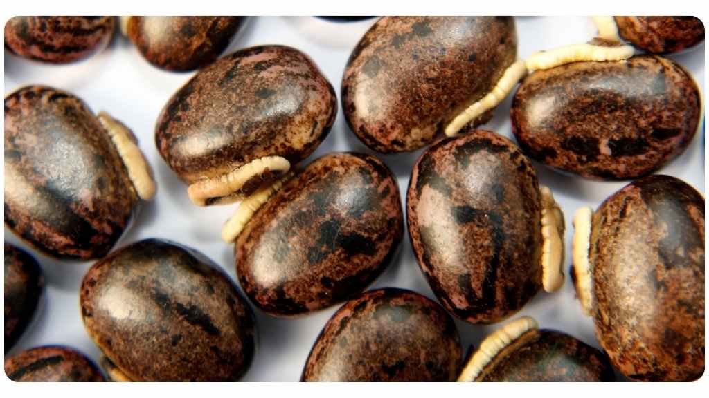 6 macuna pruriens health benefits