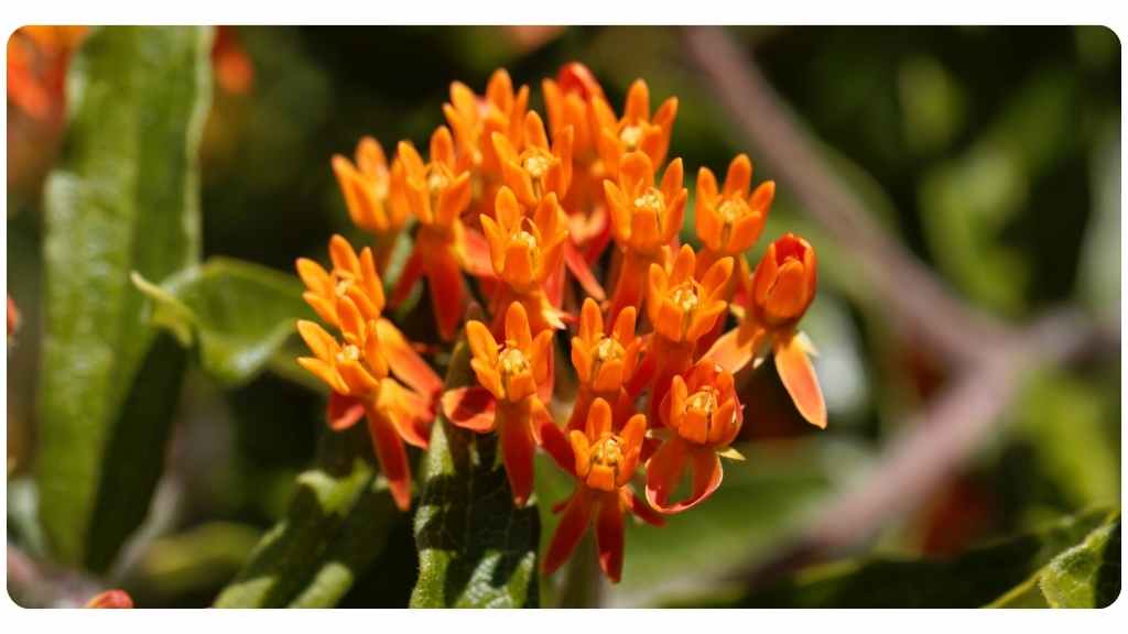health benefits of pleurisy