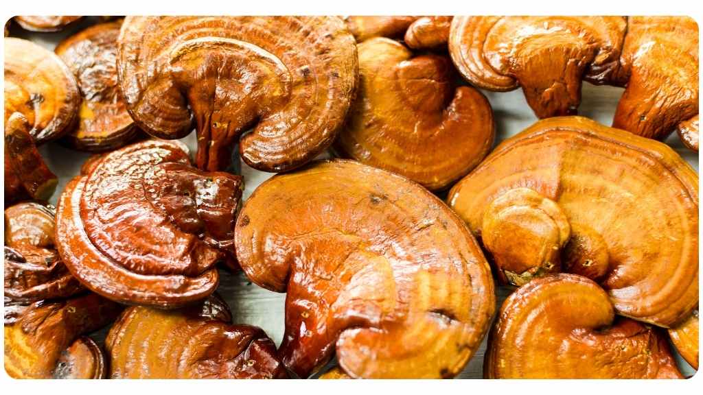 4 benefits of reishi mushroom