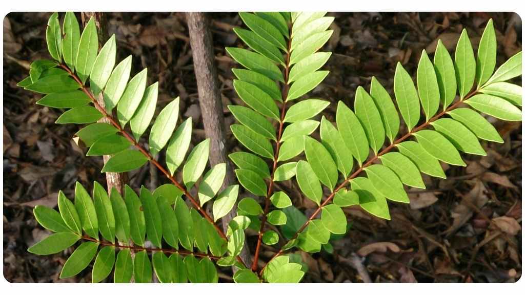 health benefits of tongkat ali