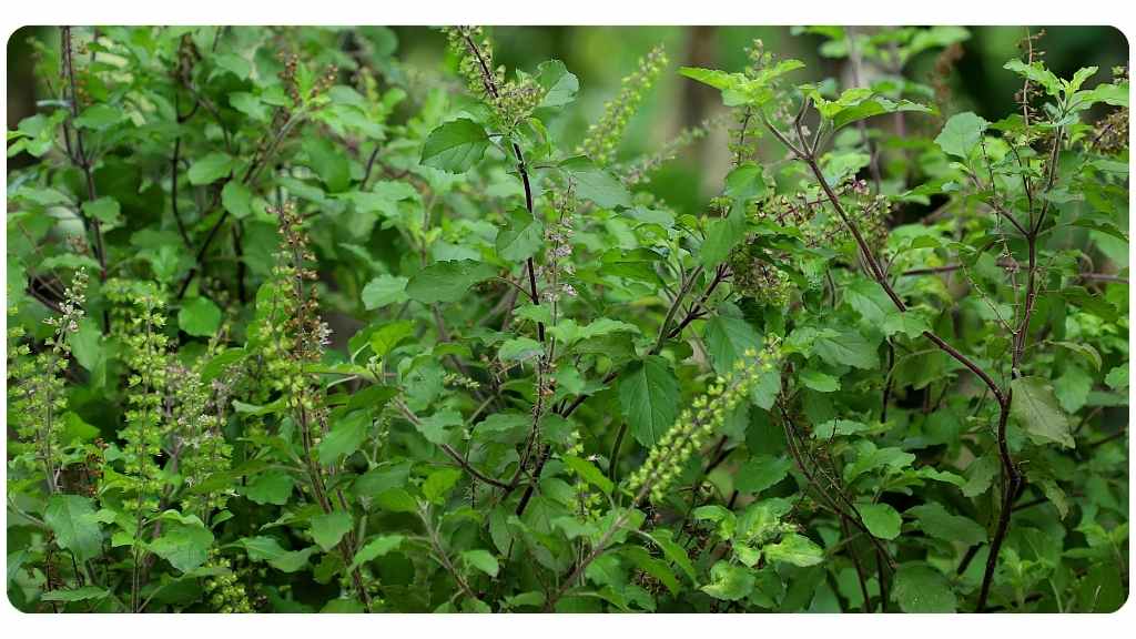 benefits of tulsi holy basil