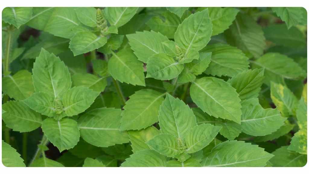 5 tulsi holy basil health benefits