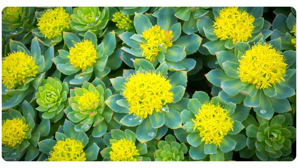 ashwagandha vs. rhodiola: rhodiola health benefits