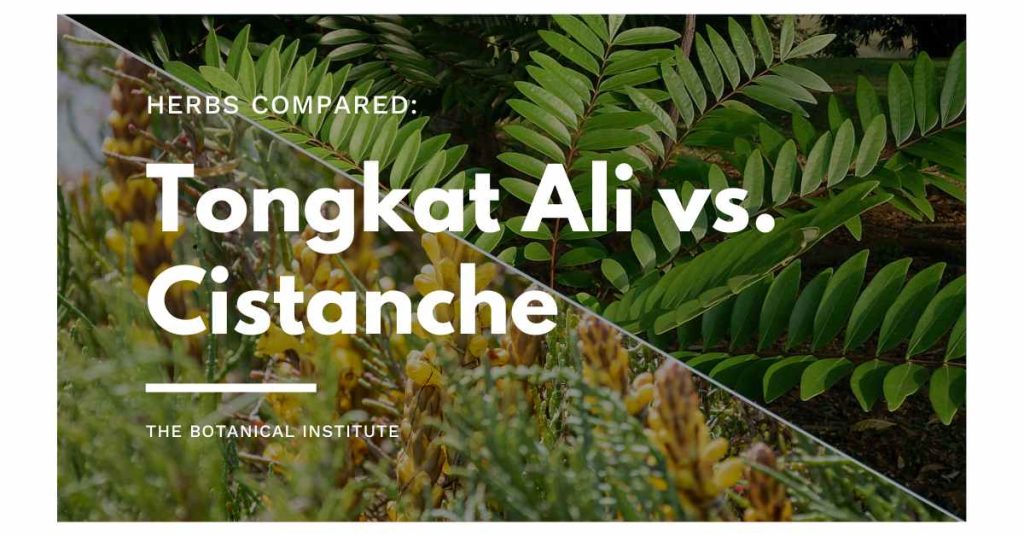 tongkat ali vs. cistanche