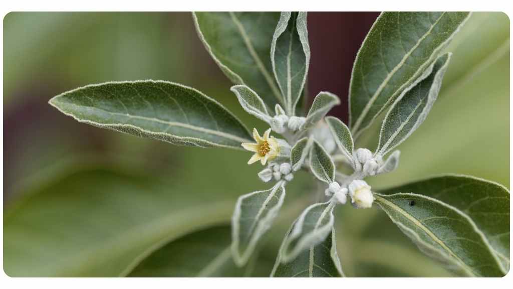 eleuthero vs. ashwagandha: ashwagandha health benefits