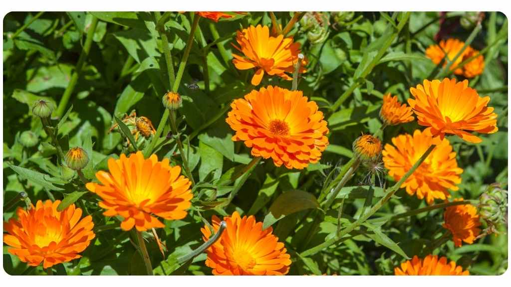 7 health benefits of calendula