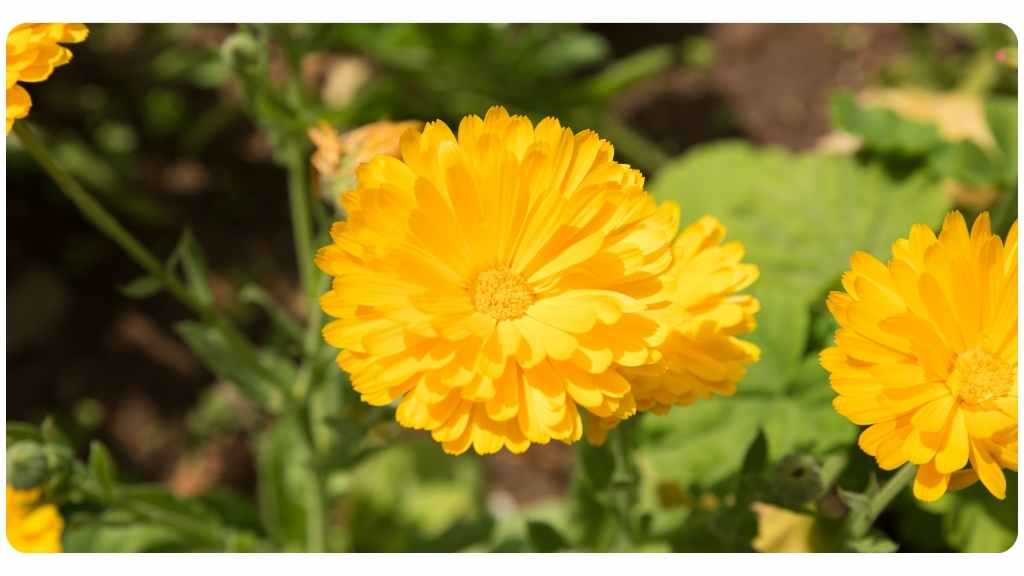 calendula health benefits
