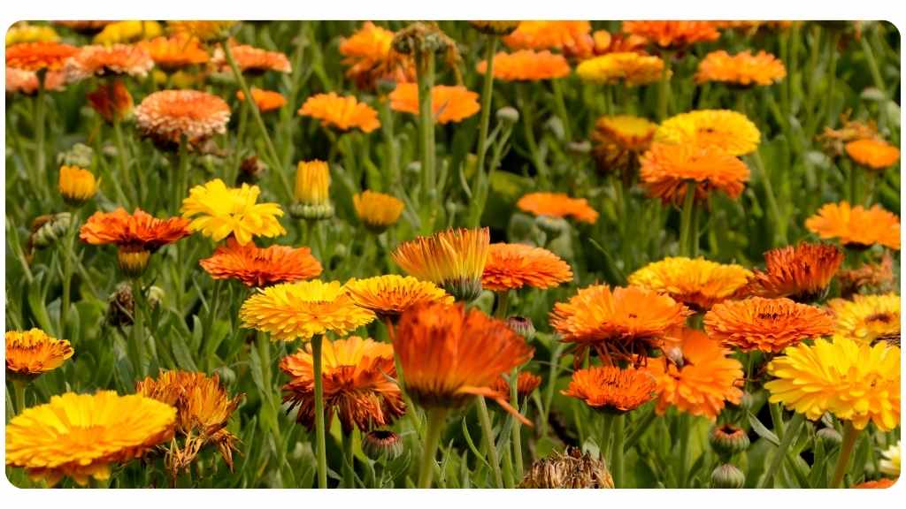 7 benefits of taking calendula