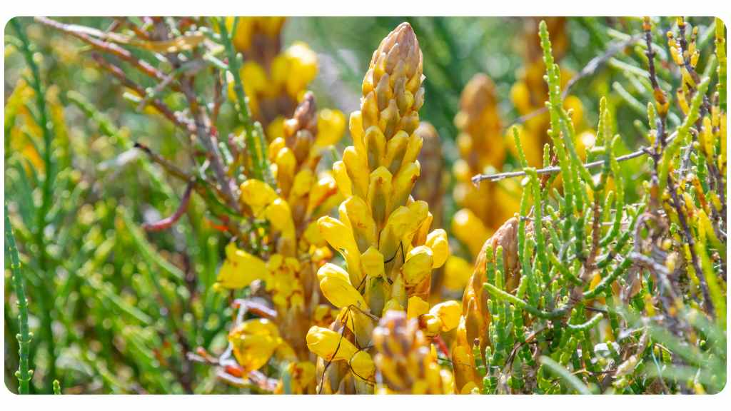 Cistanche side effects and drug interactions