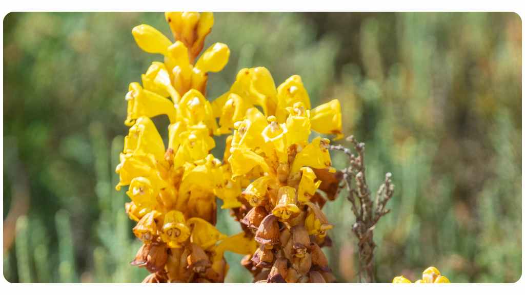 Cistanche safety and side effects