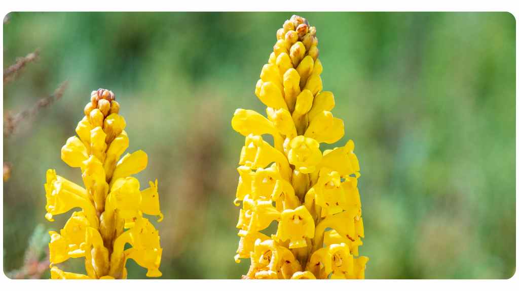 safety, side effects, & drug interactions of Cistanche