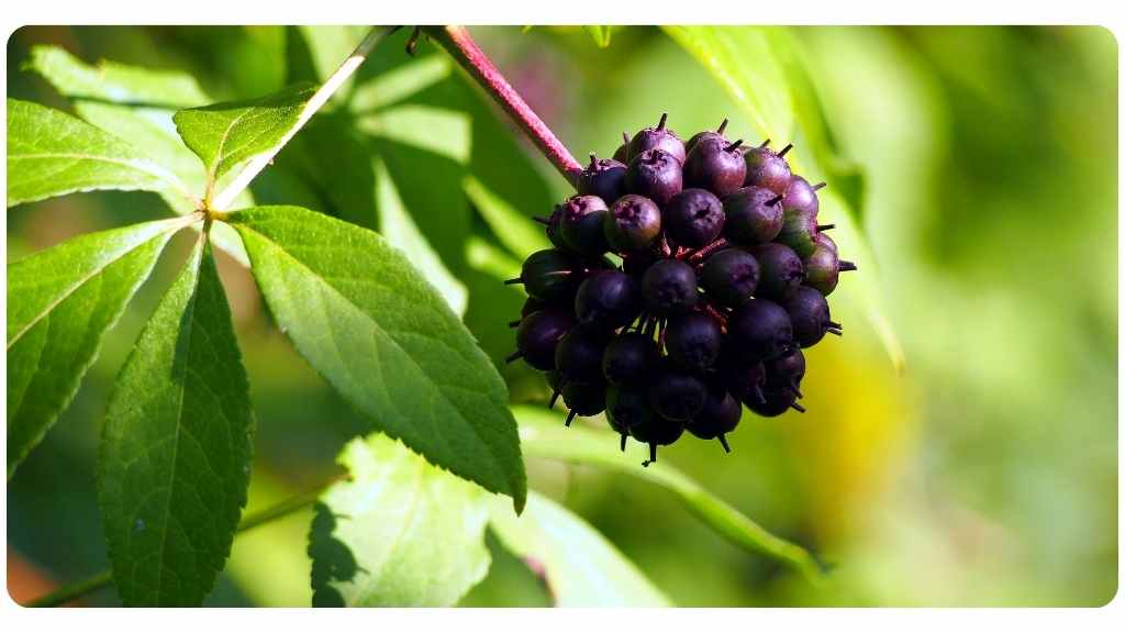 eleuthero vs. ginseng: eleuthero health benefits