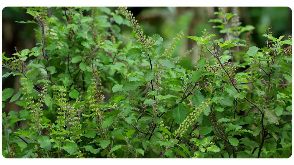 adaptogens for stress and cortisol - tulsi holy basil