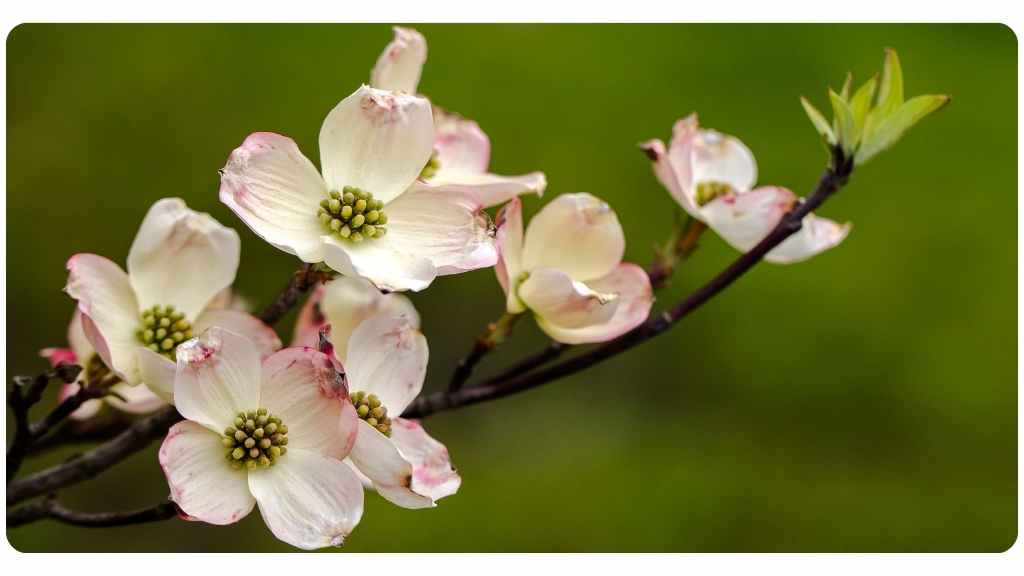 benefits of Jamaican dogwood