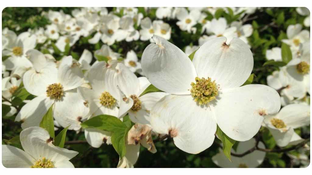 Jamaican dogwood health benefits