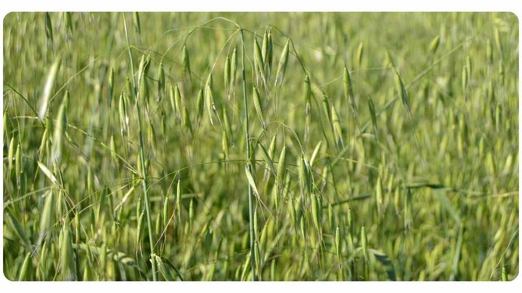 milky oat health benefits