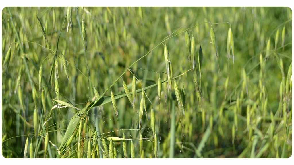 benefits of milky oats