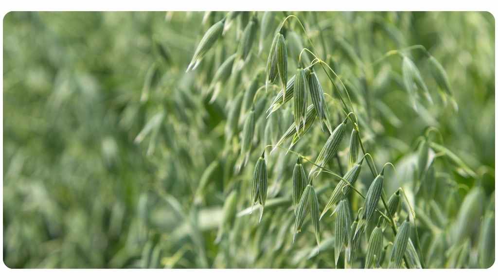 health benefits of milky oats