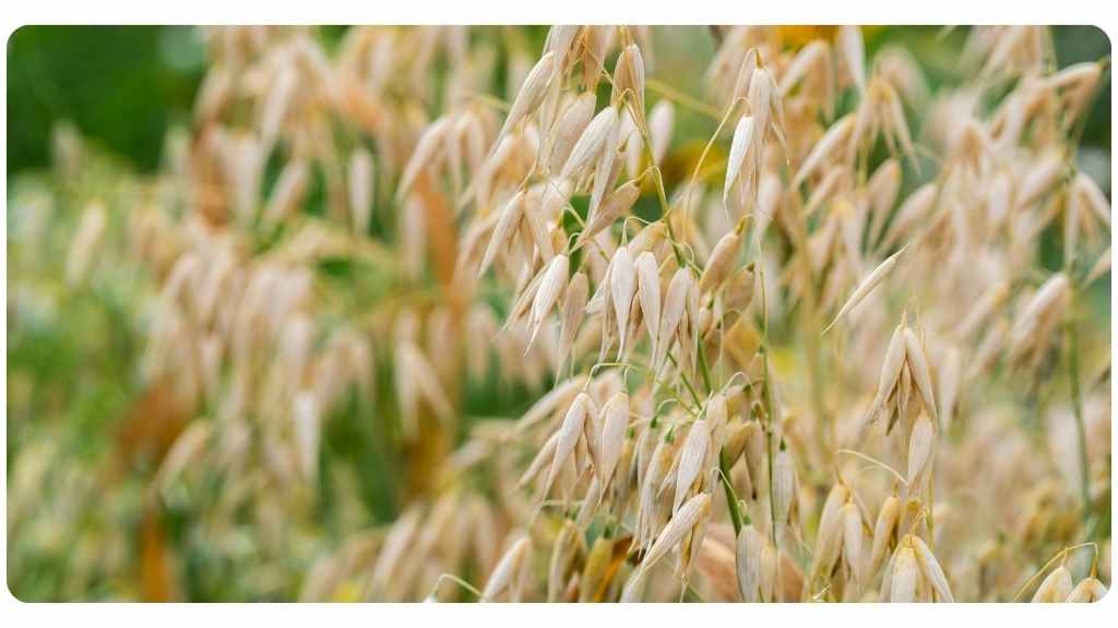 health benefits of oat straw