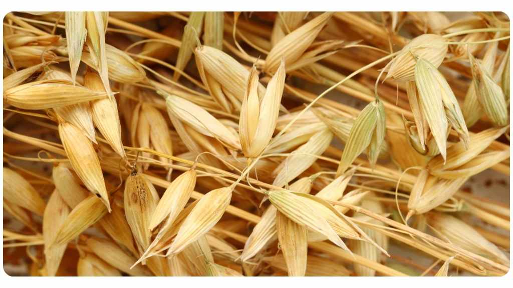 5 health benefits of oat straw