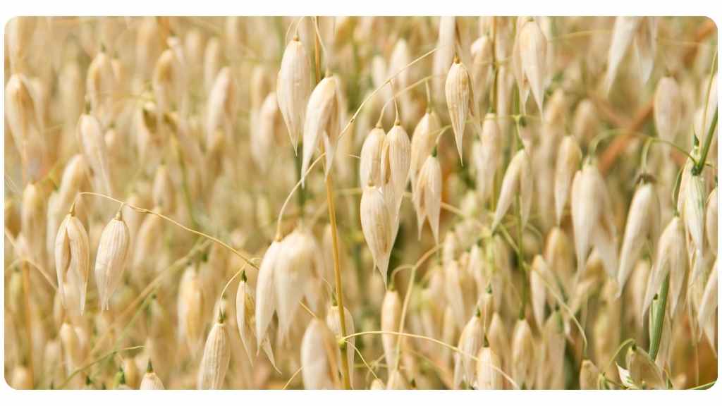 oat straw health benefits