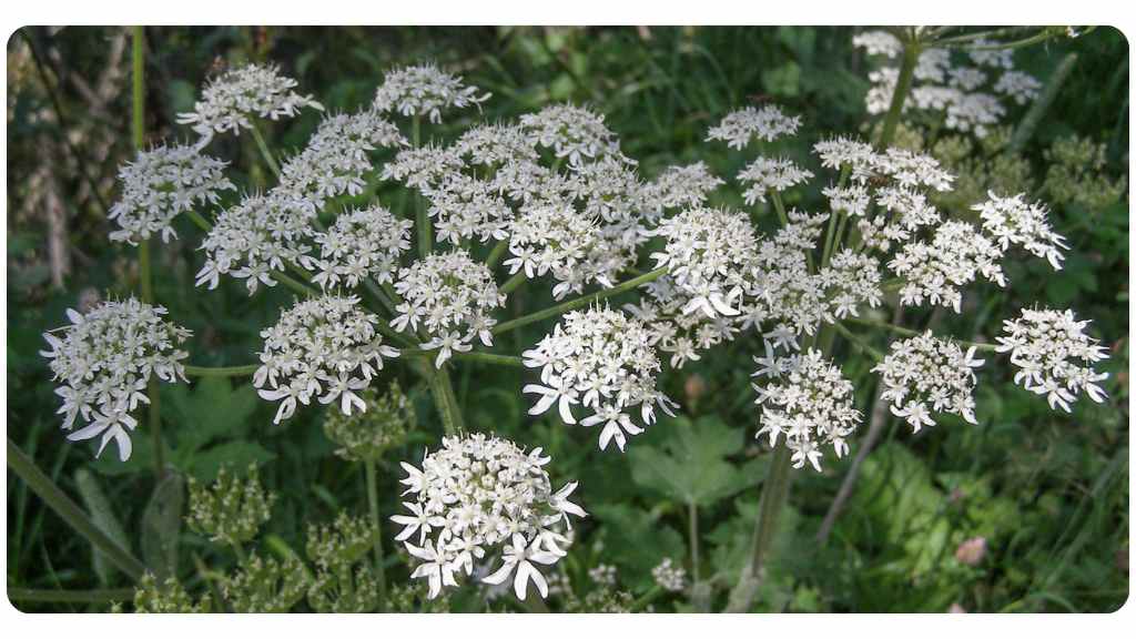 osha root health benefits