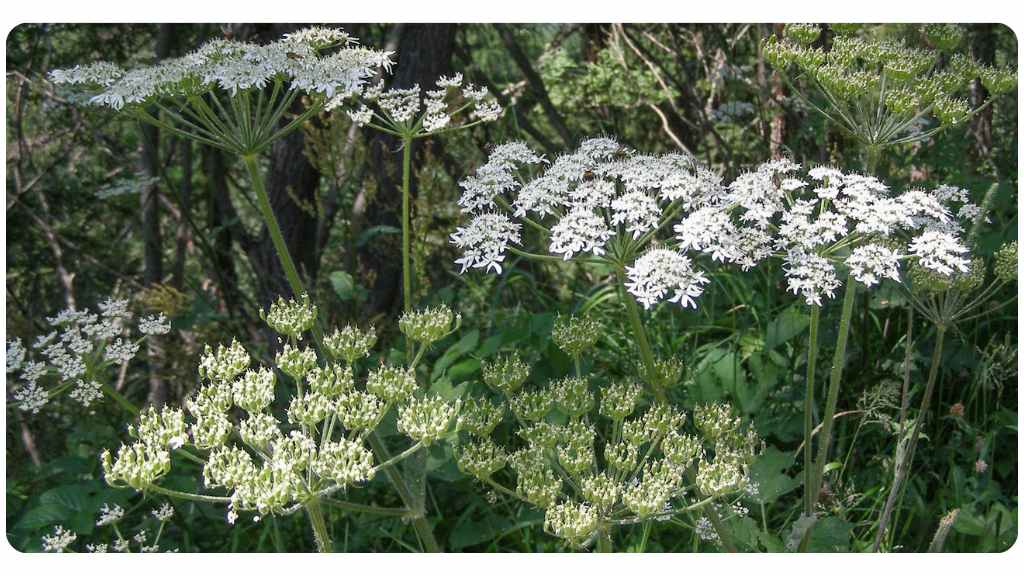 health benefits of taking osha root