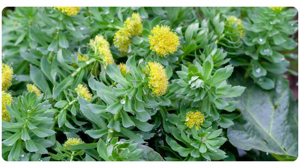 health benefits of rhodiola
