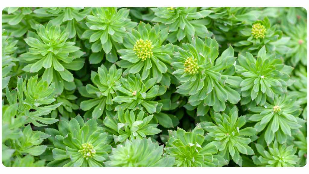 rhodiola health benefits