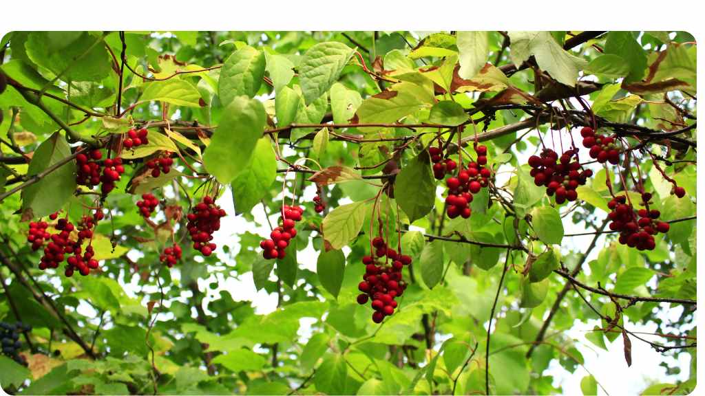 health benefits of schisandra